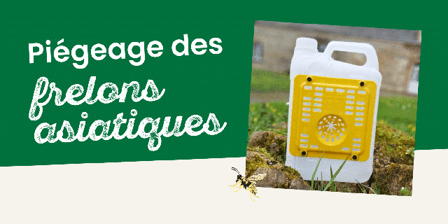 Pi�geage des fr�lons asiatiques